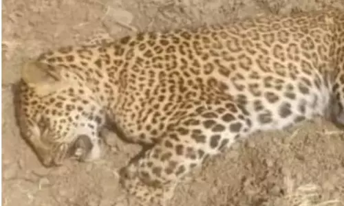 Lakhimpur: दो तेंदुओं की मौत के बाद वन विभाग में मचा हड़कंप Lakhimpur: दो तेंदुओं की मौत के बाद वन विभाग में मचा हड़कंप