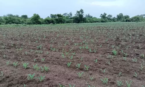 त्वरित मानसून बुवाई: 75% बुवाई पूरी हो गई त्वरित मानसून बुवाई: 75% बुवाई पूरी हो गई