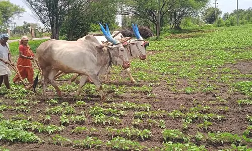 नमी की कमी: मानसून की फसल के लिए चिंता का काला बादल नमी की कमी: मानसून की फसल के लिए चिंता का काला बादल
