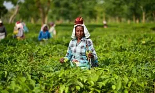 भारतीय चाय उद्योग में 12 लाख कर्मचारी कार्यरत, 58 प्रतिशत महिलाएं : पीयूष गोयल