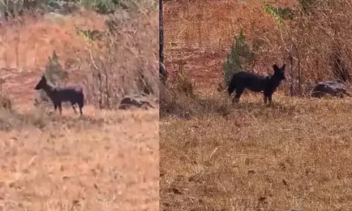 Maharashtra : दुर्लभ काला कुत्ता देखा गया - क्या है इसे इतना अनोखा?
