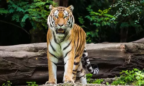 टाइगर ने झारखंड के परिवार के साथ एक कमरे में बिताई रात