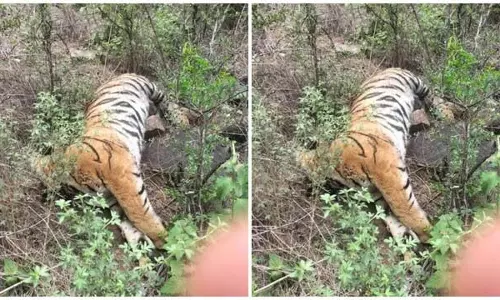 बाघिन समेत चार शावकों के शव मिले, कर्नाटक वन विभाग में मचा कोहराम