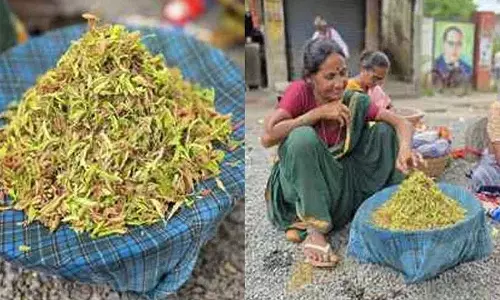 जगतियाल जिले में अदरक के अंकुरित बीजों की कीमतें आसमान छू रही हैं