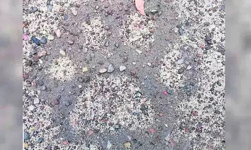 Adilabad क्षेत्र में बाघों के दिखने की संख्या बढ़ी, किसान डरे हुए Adilabad क्षेत्र में बाघों के दिखने की संख्या बढ़ी, किसान डरे हुए