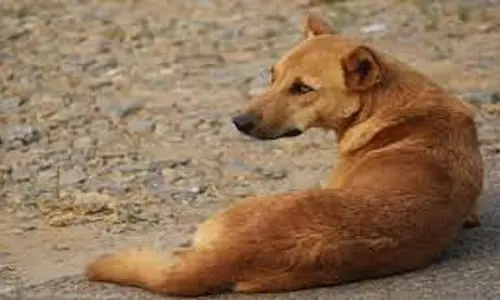 सुरक्षा गार्ड ने कुत्ते को पीटा और 17वीं मंजिल से कूदने पर किया मजबूर, Viral Video से लोगों में आक्रोश