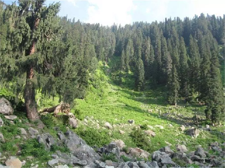 Jammu Kashmir: इस इलाके में दिखे जंगली जानवर, पर्यटकों में फैली दहशत Jammu Kashmir: इस इलाके में दिखे जंगली जानवर, पर्यटकों में फैली दहशत