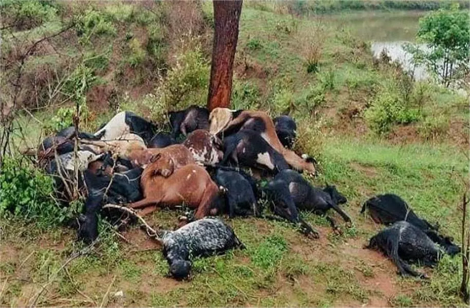 MP News: मजदूर पर टूटा दुखों का पहाड़, बिजली गिरने से 28 बकरियां मरीं MP News: मजदूर पर टूटा दुखों का पहाड़, बिजली गिरने से 28 बकरियां मरीं