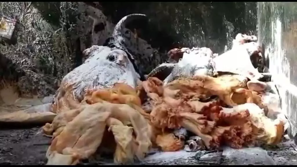 मांस किस्मों की सरकारी मूल्य सूची: पशुपालन विभाग सचिव से जानकारी मांस किस्मों की सरकारी मूल्य सूची: पशुपालन विभाग सचिव से जानकारी