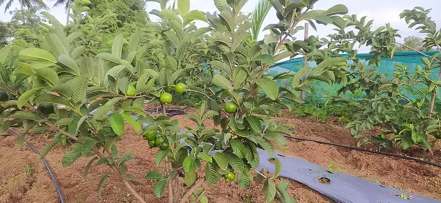 Karnataka : सेब के बागान क्षेत्र का और विस्तार Karnataka : सेब के बागान क्षेत्र का और विस्तार