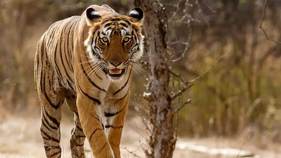 कर्नाटक के MM हिल्स में बाघों की मौत की जांच के लिए केंद्र ने SIT गठित की कर्नाटक के MM हिल्स में बाघों की मौत की जांच के लिए केंद्र ने SIT गठित की