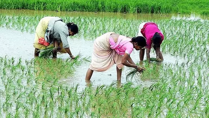 अप्रत्याशित बारिश से चावल किसानों को झटका, उरण में बीज नुकसान की चिंता अप्रत्याशित बारिश से चावल किसानों को झटका, उरण में बीज नुकसान की चिंता