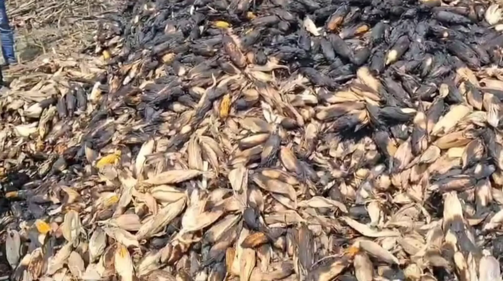 Kamalganj: मक्का की फसल में लगी आग, 7 बीघा में फैला नुकसान Kamalganj: मक्का की फसल में लगी आग, 7 बीघा में फैला नुकसान