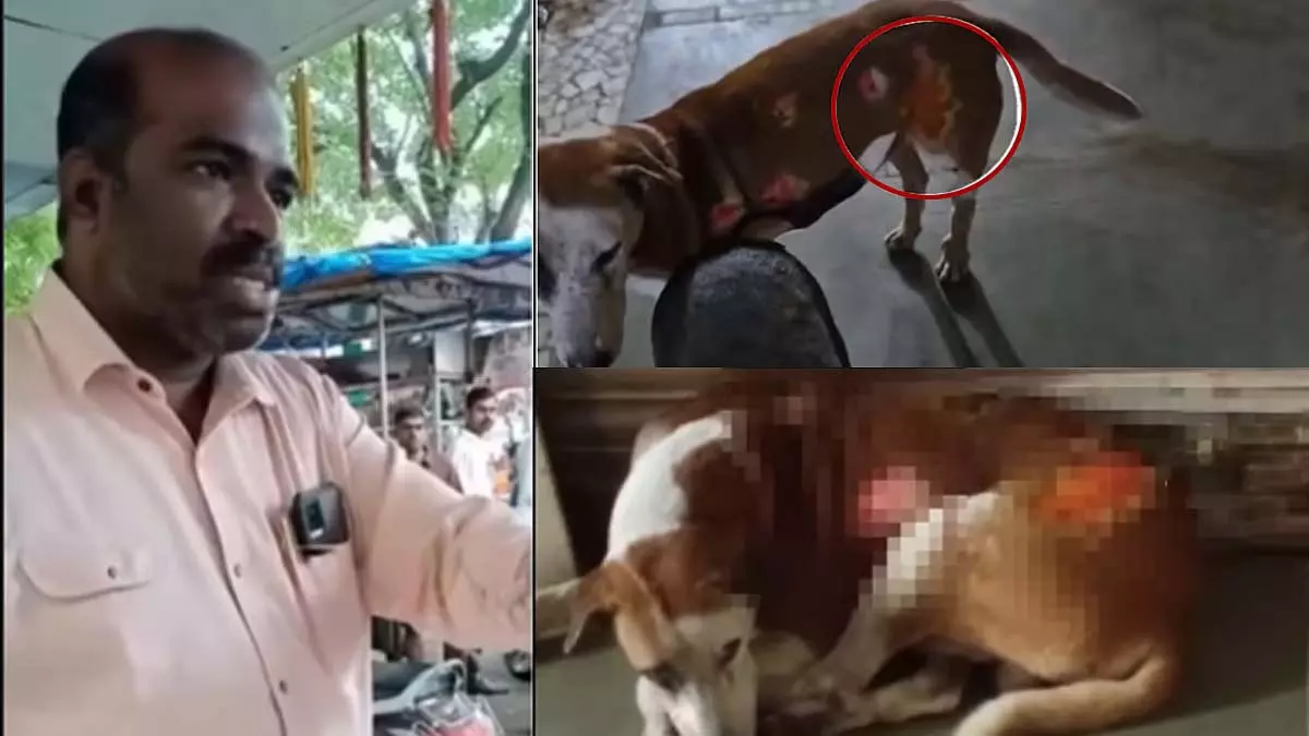 Mumbai : एक चायवाले ने स्ट्रीट डॉग को बेरहमी से जला दिया Mumbai : एक चायवाले ने स्ट्रीट डॉग को बेरहमी से जला दिया