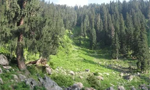 Jammu Kashmir:  इस इलाके में दिखे जंगली जानवर, पर्यटकों में फैली दहशत