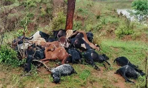 MP News: मजदूर पर टूटा दुखों का पहाड़, बिजली गिरने से 28 बकरियां मरीं MP News: मजदूर पर टूटा दुखों का पहाड़, बिजली गिरने से 28 बकरियां मरीं