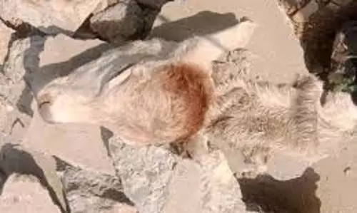 MP News: सड़क पर बछड़े का कटा सिर मिलने से सनसनी MP News: सड़क पर बछड़े का कटा सिर मिलने से सनसनी