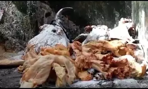 मांस किस्मों की सरकारी मूल्य सूची: पशुपालन विभाग सचिव से जानकारी