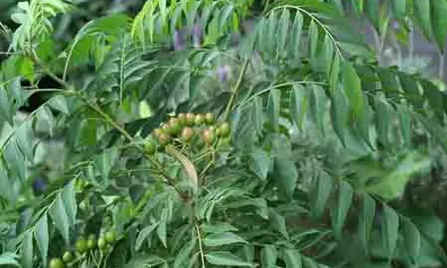 सुबह बासी मुंह सर्व रोग निवारिणी और विष्णुप्रिया के सेवन से लाभ तय