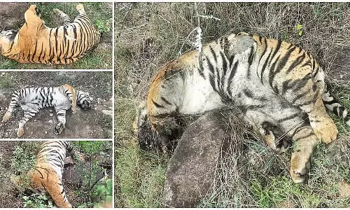 बाघों की मौत जहर के कारण हुई: CCF