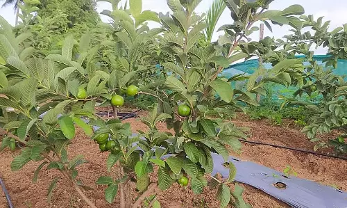 Karnataka : सेब के बागान क्षेत्र का और विस्तार Karnataka : सेब के बागान क्षेत्र का और विस्तार