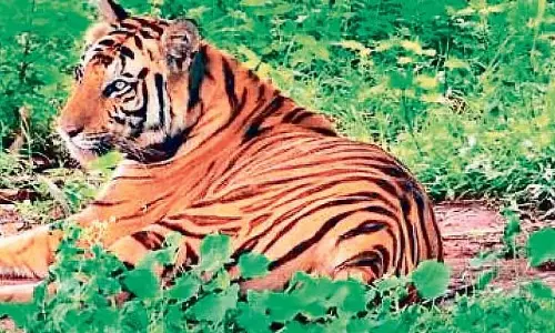 सतकोसिया ESZ विवाद: ओडिशा सरकार ने CEC के साथ महत्वपूर्ण बैठक बुलाई
