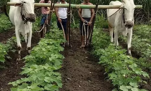 मानसून तेज है: खाद्यान्नदाता उत्साहित है मानसून तेज है: खाद्यान्नदाता उत्साहित है