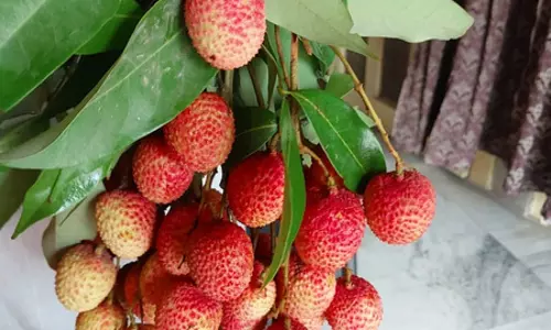 भारत ने कतर के लिए लीची भेजी, पहली खेप रवाना