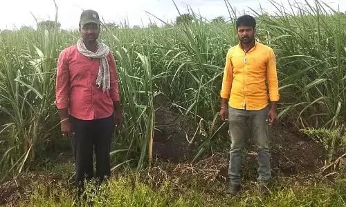 जैविक खेती: बेहतर आय