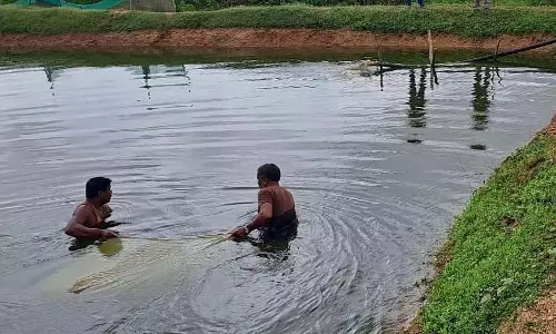Karnataka : वर्षाधरे, मछली पालन के लिए वरदान Karnataka : वर्षाधरे, मछली पालन के लिए वरदान