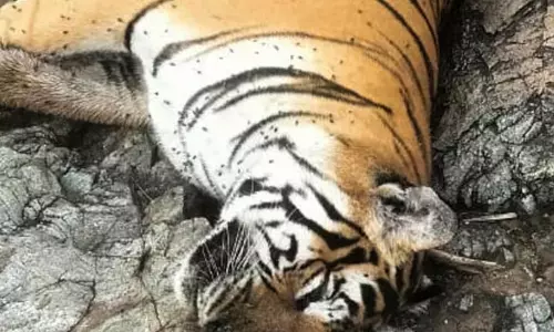 5 बाघों की मौत, पीएम रिपोर्ट में जहर की पुष्टि
