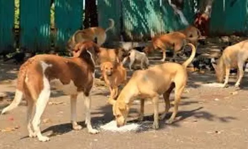 चेन्नई के उपनगरों में आवारा कुत्तों के आतंक से लोग चिंतित