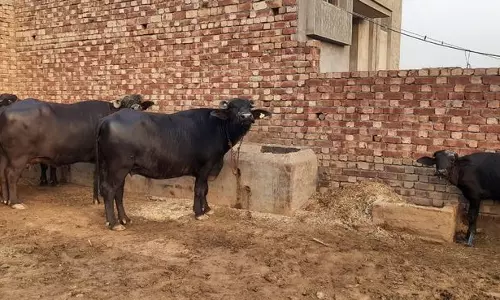 गर्म दिन, कम पैदावार: सिरसा का डेयरी उत्पादन नए निचले स्तर पर पहुंचा