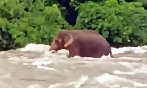 Kerala : नदी में फंसे एक जंगली हाथी ने बहाव से संघर्ष किसी तरह बाहर निकलने में सफल रहा