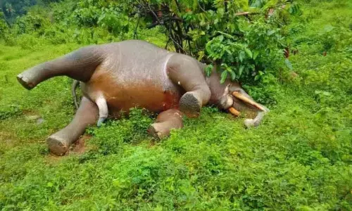 Kerala : अरलम फार्म में जमीन पर पड़ा एक जंगली हाथी