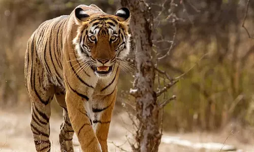 कर्नाटक के MM हिल्स में बाघों की मौत की जांच के लिए केंद्र ने SIT गठित की कर्नाटक के MM हिल्स में बाघों की मौत की जांच के लिए केंद्र ने SIT गठित की
