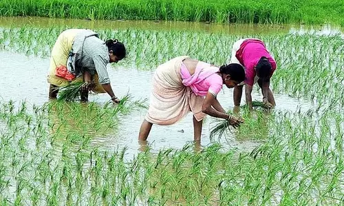 अप्रत्याशित बारिश से चावल किसानों को झटका, उरण में बीज नुकसान की चिंता अप्रत्याशित बारिश से चावल किसानों को झटका, उरण में बीज नुकसान की चिंता
