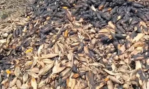 Kamalganj: मक्का की फसल में लगी आग, 7 बीघा में फैला नुकसान Kamalganj: मक्का की फसल में लगी आग, 7 बीघा में फैला नुकसान