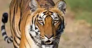 Shahdol: रिहायशी इलाके में घुसा बाघ, लोगों में दहशत Shahdol: रिहायशी इलाके में घुसा बाघ, लोगों में दहशत