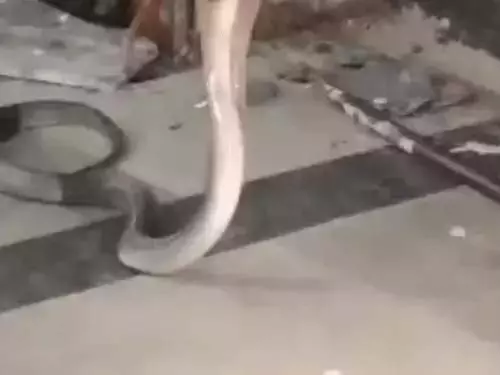 रेलवे स्टेशन के प्लेटफॉर्म से नाग सांप का रेस्क्यू, फुंकार सुनकर सहम गए थे यात्री रेलवे स्टेशन के प्लेटफॉर्म से नाग सांप का रेस्क्यू, फुंकार सुनकर सहम गए थे यात्री