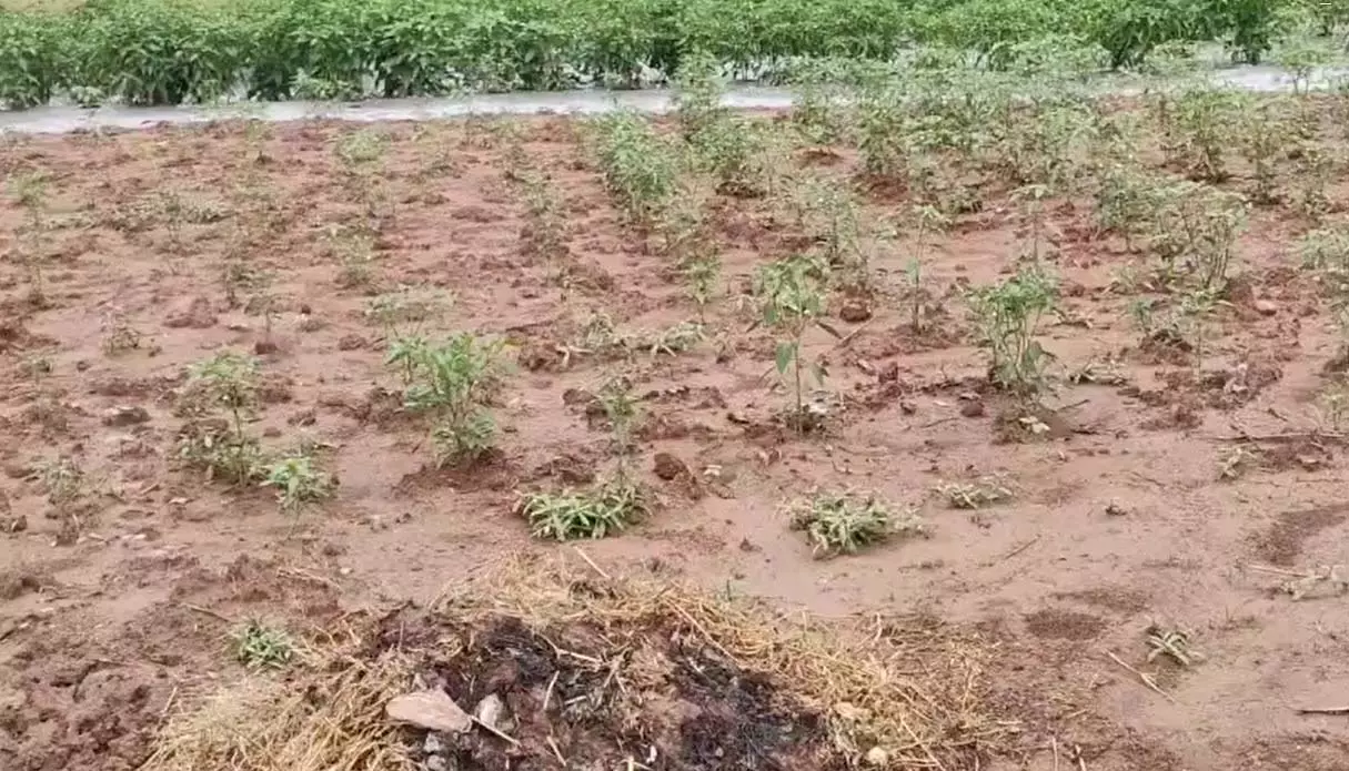 Jammu Kashmir: बड़ी मुसीबत में किसान, अब खड़ी हुई ये समस्या Jammu Kashmir: बड़ी मुसीबत में किसान, अब खड़ी हुई ये समस्या