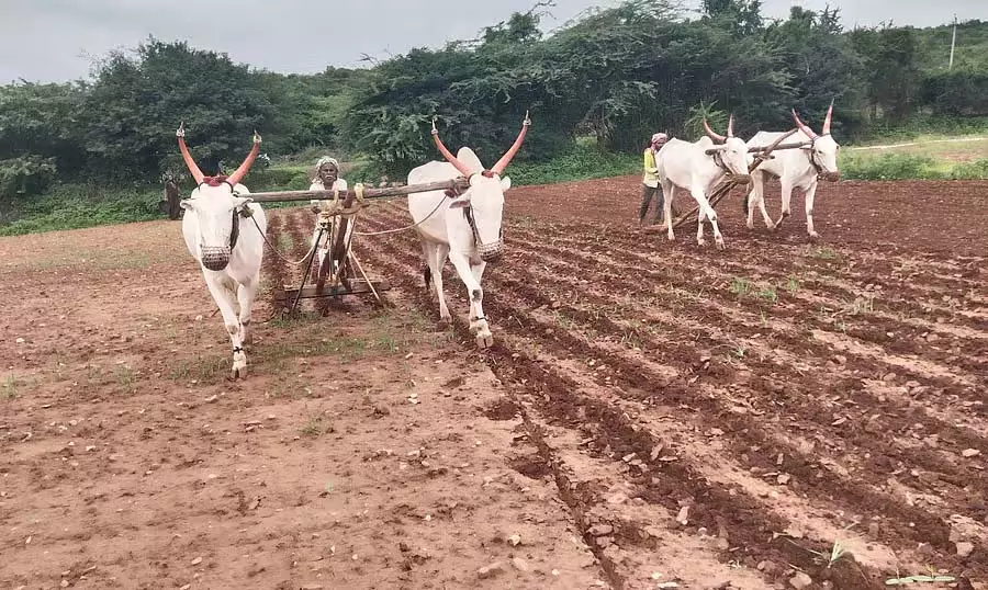 बागलकोट 78% बुवाई: प्याज, ज्वार, मक्का पर ध्यान बागलकोट 78% बुवाई: प्याज, ज्वार, मक्का पर ध्यान