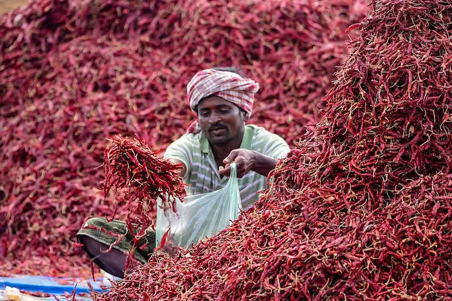 सूखी मिर्च: कीमत ₹50,000 से घटकर ₹6,000 हुई सूखी मिर्च: कीमत ₹50,000 से घटकर ₹6,000 हुई