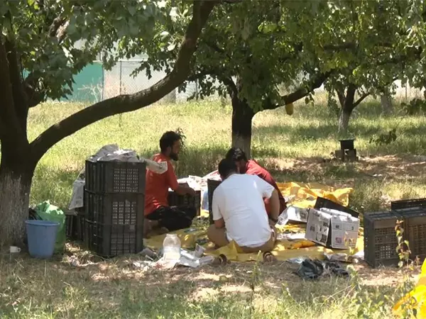 Srinagar में खूबानी की अच्छी पैदावार हुई, किसानों ने फसल के मौसम पर खुशी जताई Srinagar में खूबानी की अच्छी पैदावार हुई, किसानों ने फसल के मौसम पर खुशी जताई