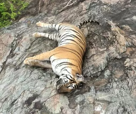 गाय की मौत के बदले पांच बाघों को जहर देने पर दो गिरफ्तार गाय की मौत के बदले पांच बाघों को जहर देने पर दो गिरफ्तार