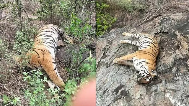 Karnataka : बांदीपुर अभ्यारण्य में पांच बाघों की मौत के बाद एक और बाघ का शव मिला Karnataka : बांदीपुर अभ्यारण्य में पांच बाघों की मौत के बाद एक और बाघ का शव मिला