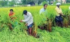 Andhra: कई इलाकों में बारिश के बाद किसानों ने धान की नर्सरी तैयार की Andhra: कई इलाकों में बारिश के बाद किसानों ने धान की नर्सरी तैयार की