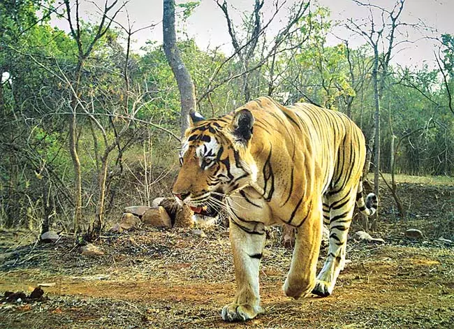 कवाल टाइगर रिजर्व फॉरेस्ट: महाराष्ट्र में बाघ आ रहे हैं कवाल टाइगर रिजर्व फॉरेस्ट: महाराष्ट्र में बाघ आ रहे हैं