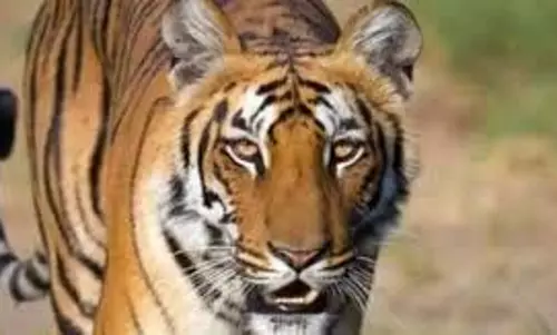 Shahdol: रिहायशी इलाके में घुसा बाघ, लोगों में दहशत