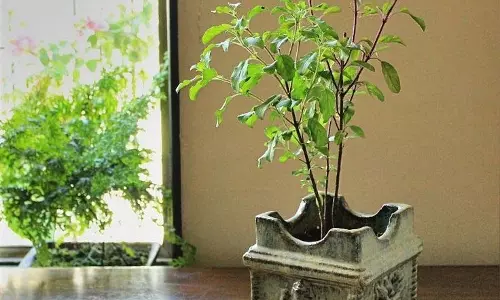 धर्म: तुलसी के साथ लगाएं ये 3 पौधे, दूर होगी नकारात्मक ऊर्जा धर्म: तुलसी के साथ लगाएं ये 3 पौधे, दूर होगी नकारात्मक ऊर्जा